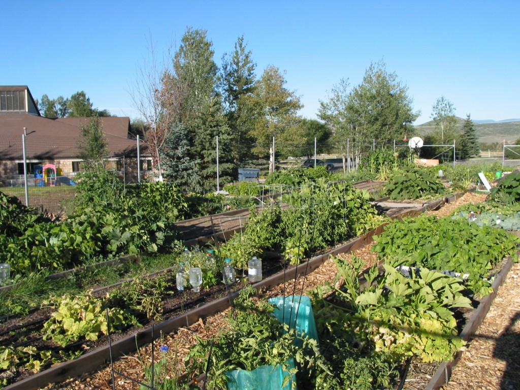 garden harvest